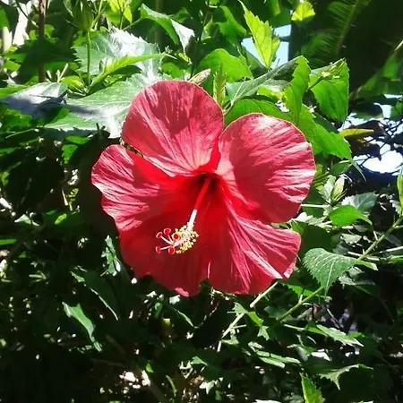 Appartamento Mandola Del Mare Skala (Kefalonia)